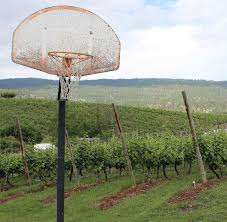 hoops vineyard